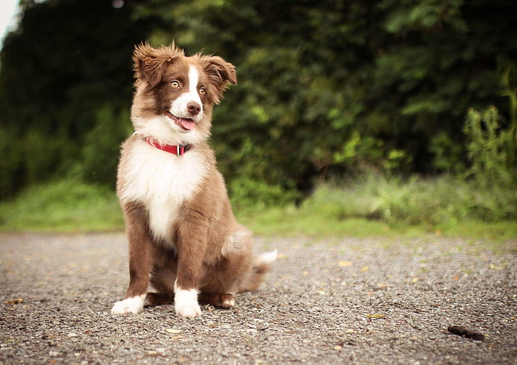 Border Collie