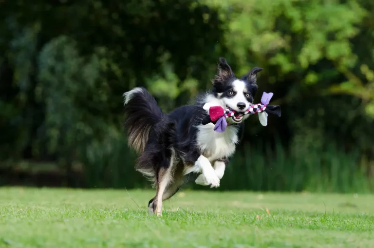 Dog Interactive Training Sessions