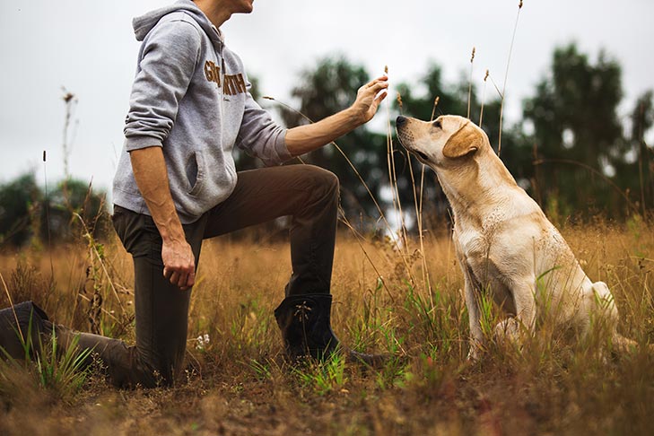 Boundaries in Dog Training