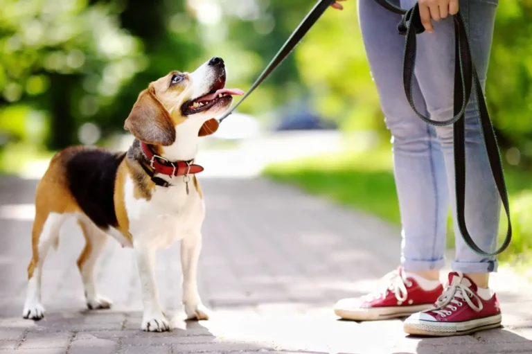 Beagle Dog