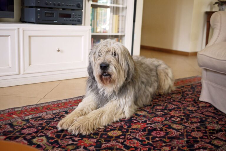 Bergamasco