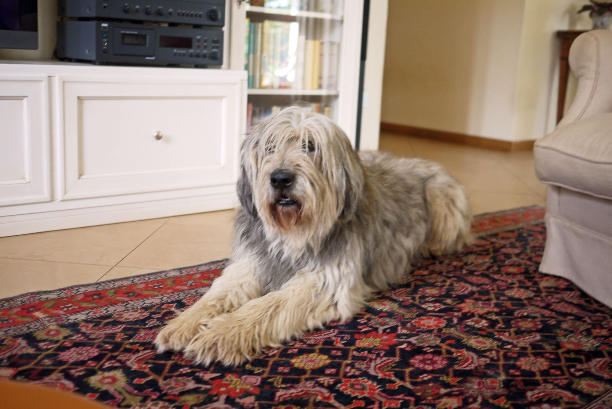 Bergamasco