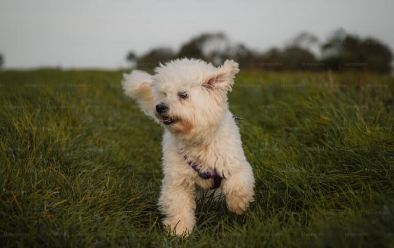 Bichon Frise