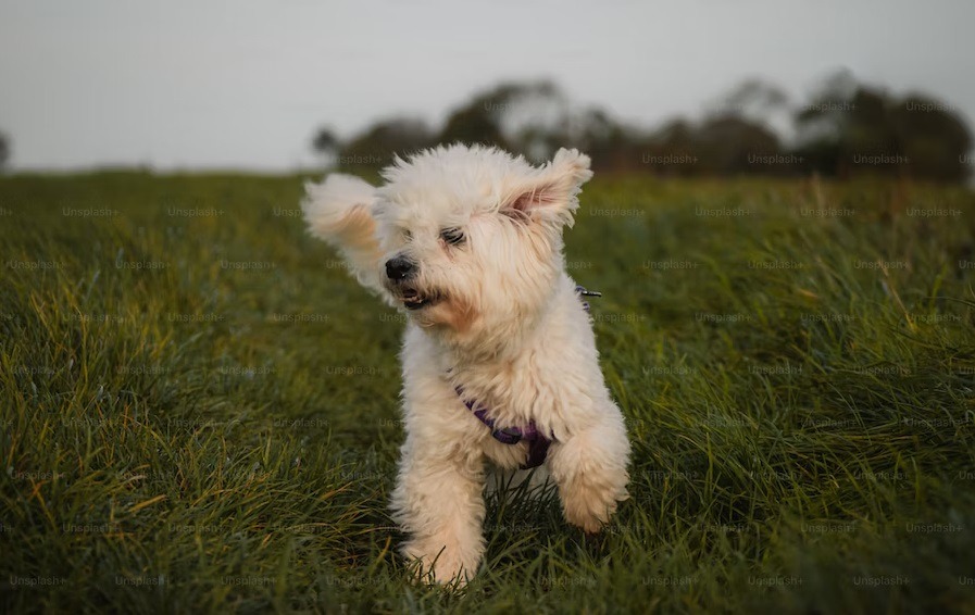 Bichon Frise