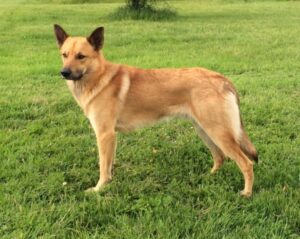 Chinook Dog