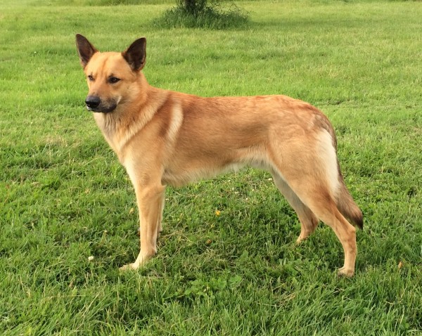 Chinook Dog