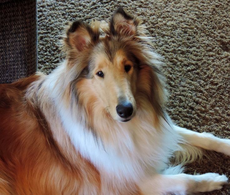 Collie