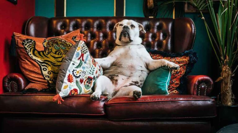 Creating a Safe Dog-Friendly Home
