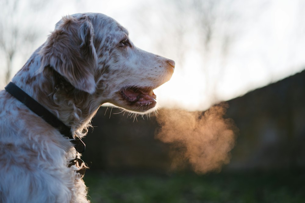DIY dog breath fresheners