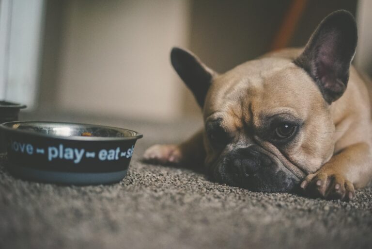 Dog Food Allergies: