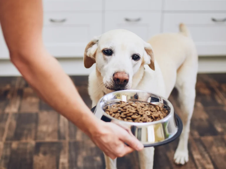 Dog Food Choices