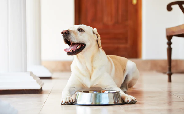 Dog Health Supplements