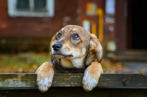 Dog Mental Health