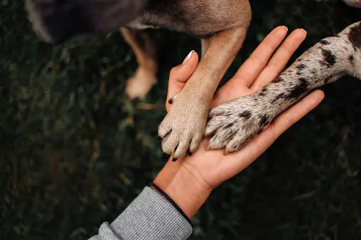 Dog Paw Care