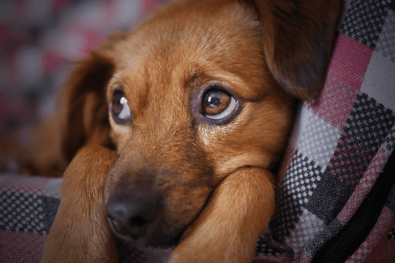 keep your dog calm and relaxed