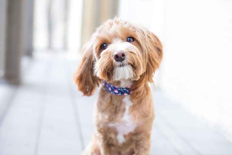 Holistic health practices for dogs