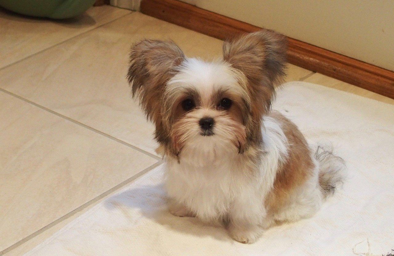 Mi-Ki Dog