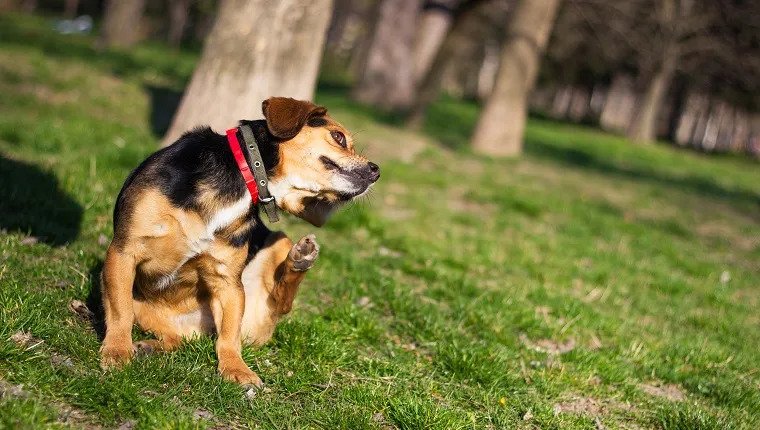 Natural Remedies for Dog Allergies