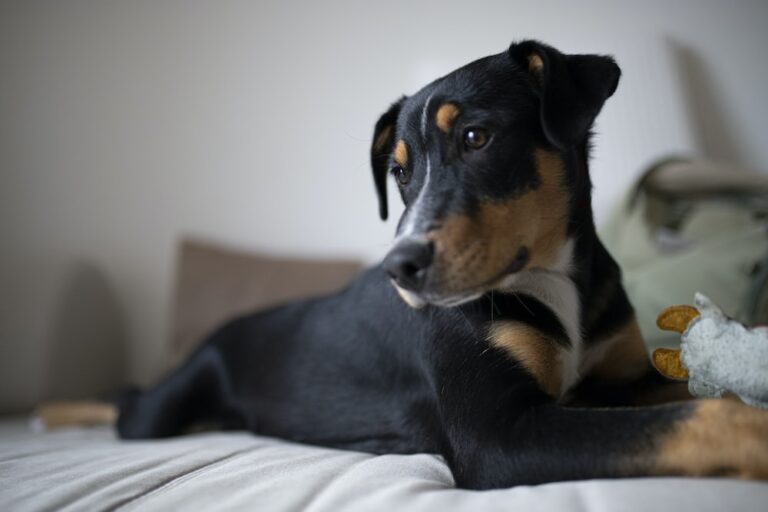 Preventing Joint Issues in Dogs