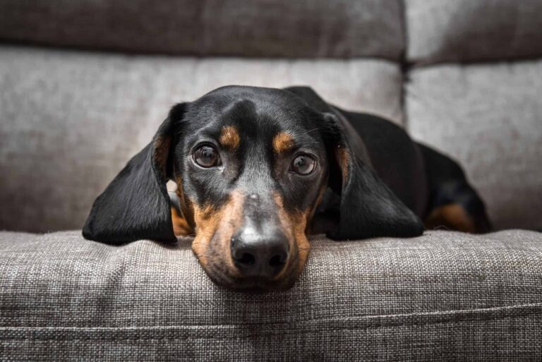 Recognizing Signs of Dog Pain