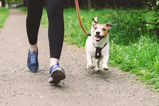 Safe Dog Exercise Routine Keeping Your Dog Fit and Active