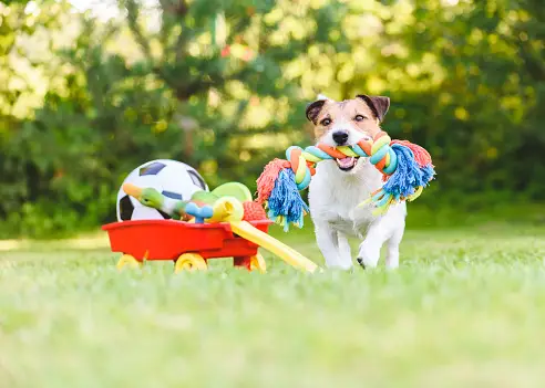 Safe Dog Toy