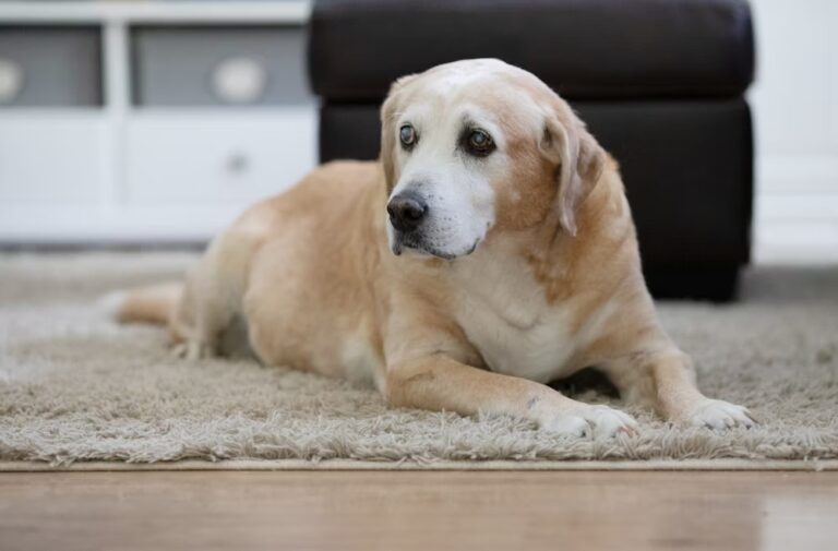 Senior Dog Care