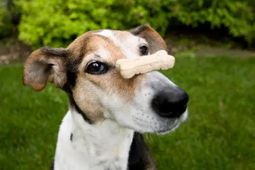 Teaching Your Dog Advanced Tricks Beg, Stand & Balance Treat