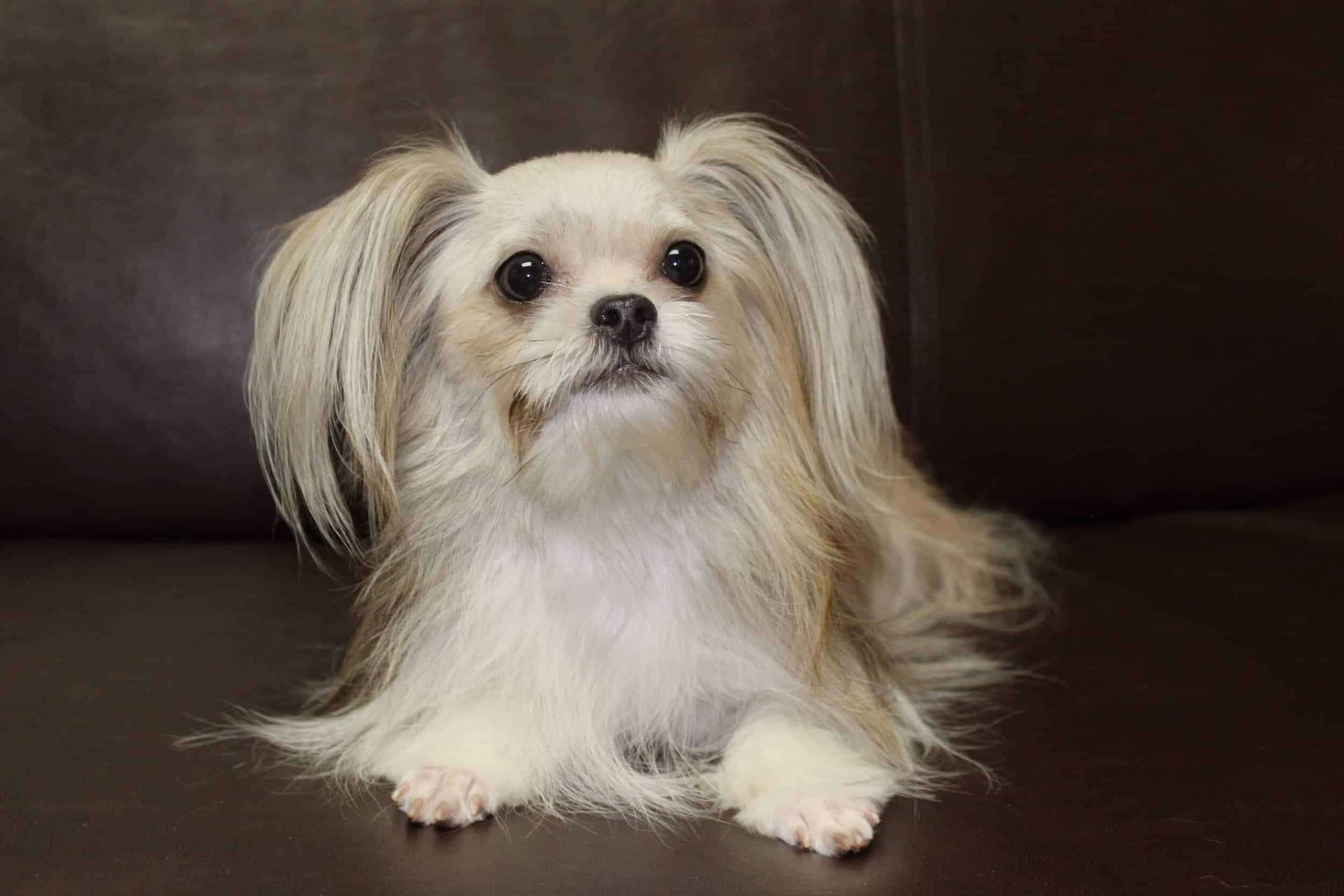 MiKi toy breed dog