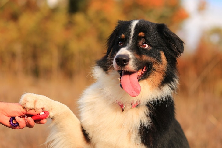 Clicker Training Strategies for Optimal Dog Learning