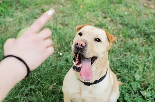 Creative Dog Exercises