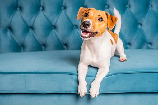 DIY dog breath fresheners