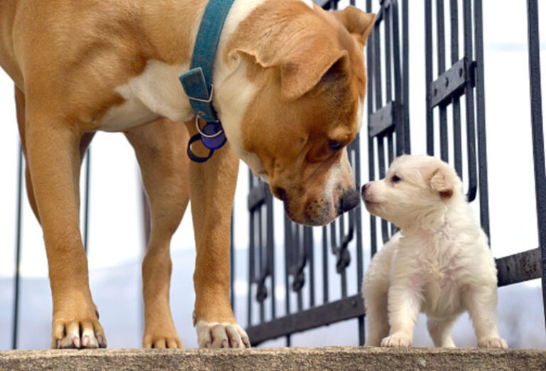 Training for Different Ages: Tips for Puppy, Adult, and Senior Dogs