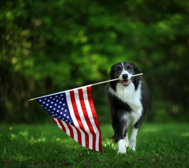 All American Dog Breed