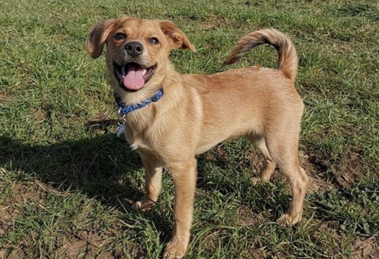 Beagle Terrier Mix