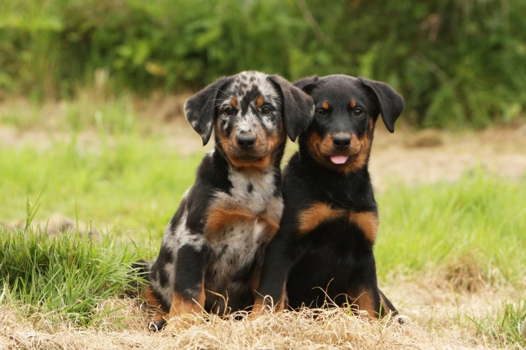 Beauceron Puppies
