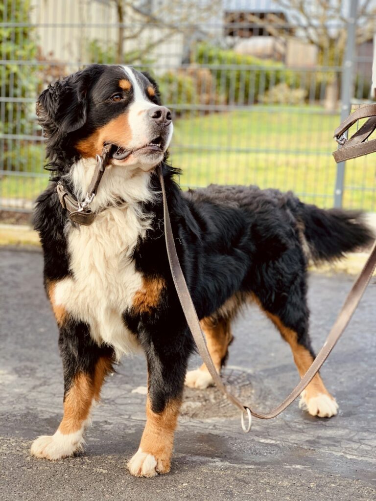 Black Brown and White Dog