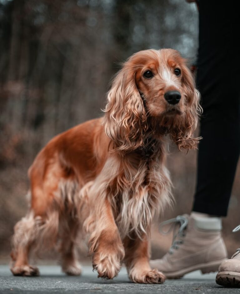 Cocker Spaniels: The Perfect Family Pet