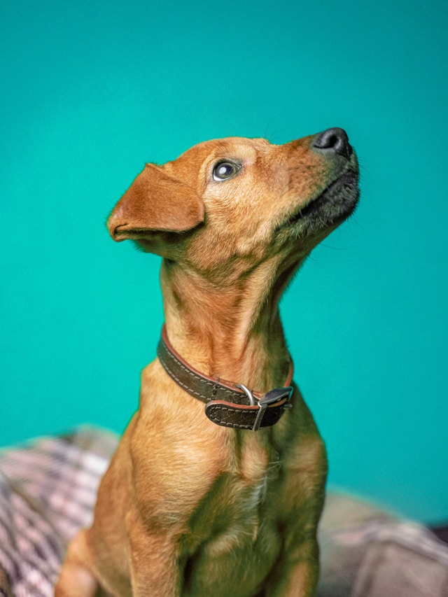 Dog Skin Conditions