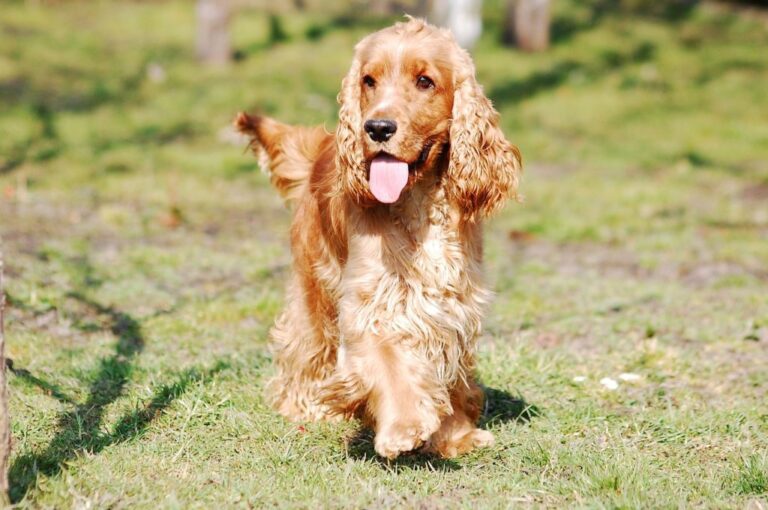 Golden Retriever Cocker Spaniel Mix