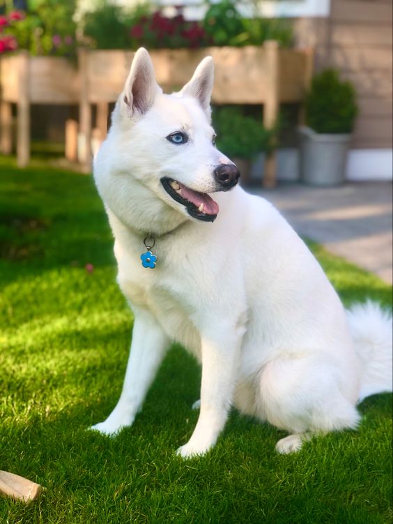 Huskimo
