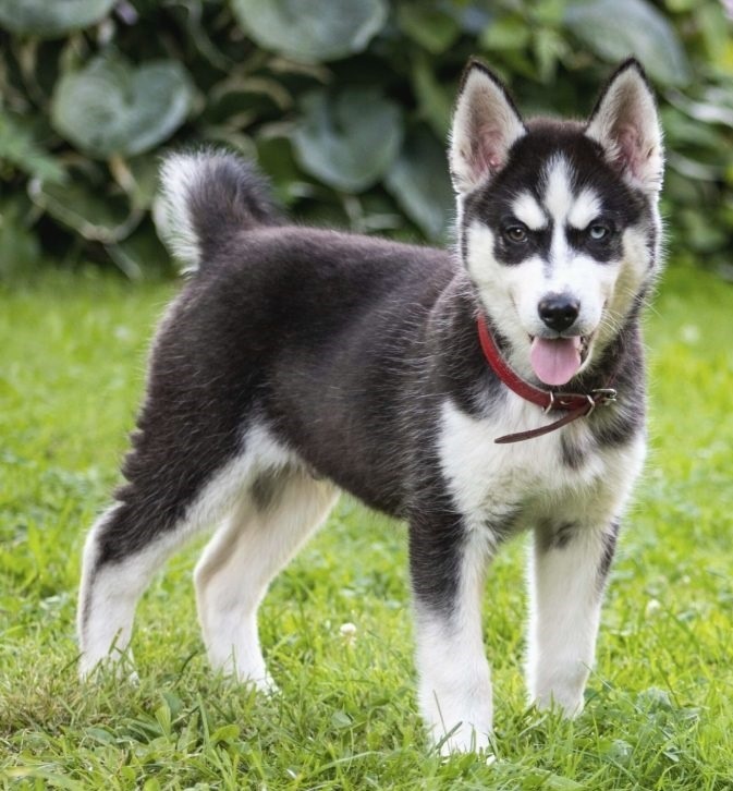 Husky Chihuahua mix