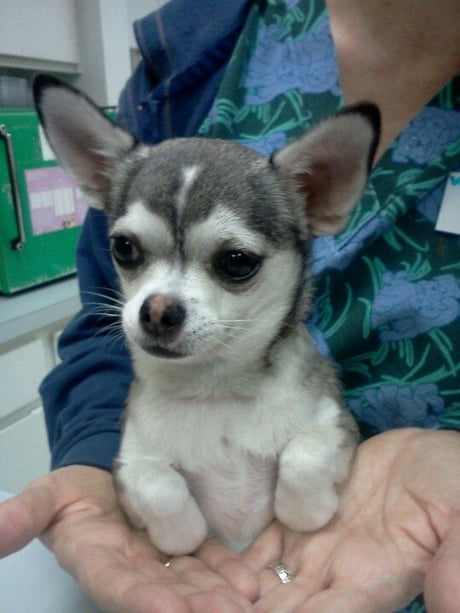 Husky Chihuahua mix