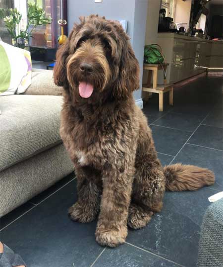 Newfiedoodle
