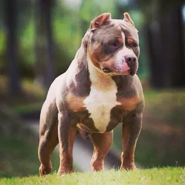 Pitbull x Rottweiler Mix