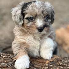 Toy Aussiedoodle