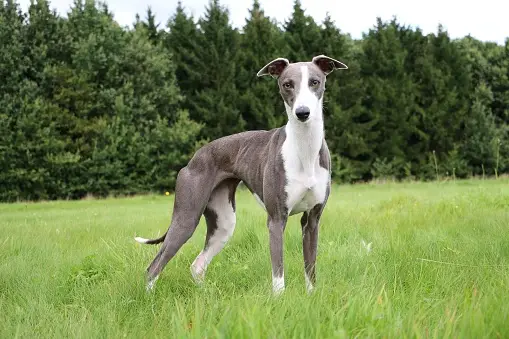 whippets