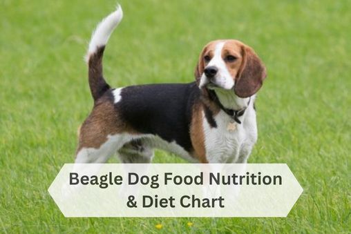 Beagle Diet Guide Nutrition Tips and Feeding Chart