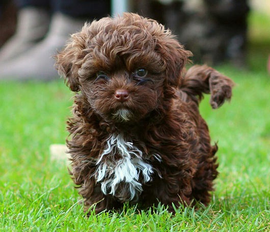 Bolonka Puppies