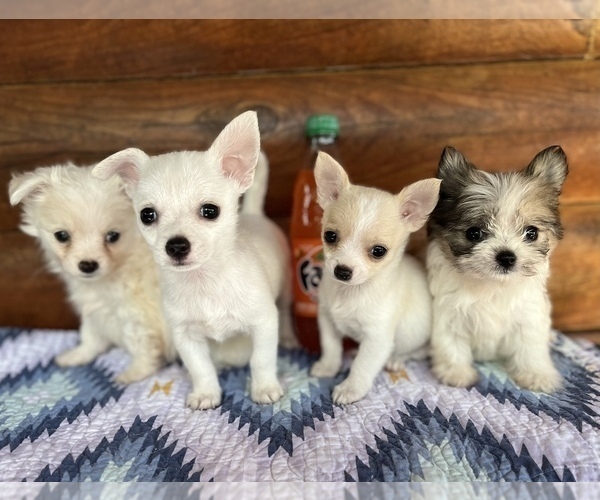 Chiweenie Puppies